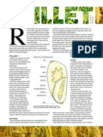 Millet - Feeding The Future