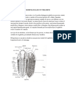 Investigacion Trilobites