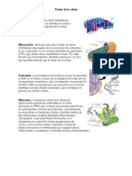 Partes de La Celula