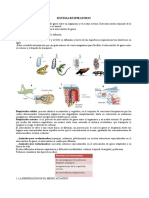 Sistema Respiratorio en Invertebrados