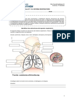 Sistema Respiratorio