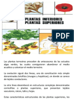 Clase II Plantas Superiores e Inferiores