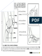 Sistema Locomotor Articulaciones PDF