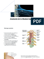 5 - Medula Espinal