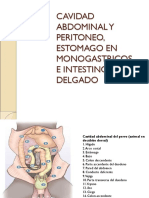 37 Cavidad Abdominal, Peritoneo, Estomago en Monogastricos e Intestino Delgado y Dif.