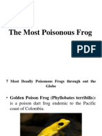 The Most Poisonous Frog