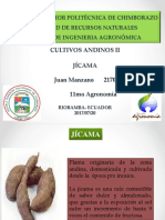 Jícama