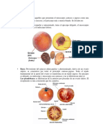 Frutos Carnosos y Complejos