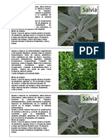 Tarjetas Plantas Medicinales