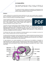 Aparelho Reprodutor Masculino e Feminino