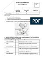 Prueba Sistema Digestivo