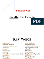 The Bacterial Cell