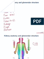 Renal Physiology