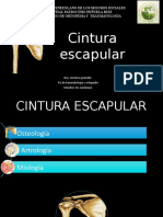 Cintura Escapular