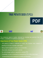 6.true Potato Seed - 0