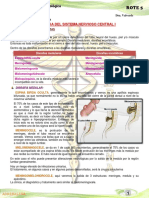 8º Patologia Del Sistema Nervioso Central I