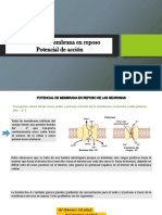 Potencial de Membrana en Reposo, Potencial de Acción