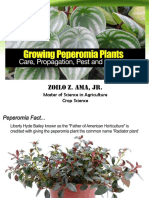 Growing Peperomia Report 2018 - Ama