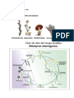 Ciclo Vital de Hongos