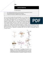 Neuron and Glial Cells