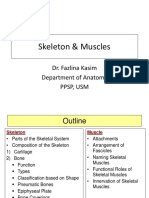 Skeleton Muscles 