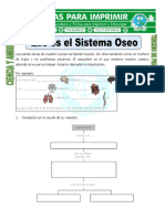 Ficha de Que Es El Sistema Oseo para Tercero de Primaria