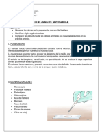 Observar Células Mucosa Bucal