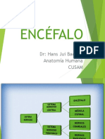 Encéfalo