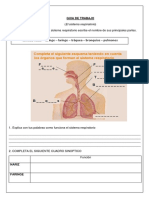 Sistema Respiratorio Dibujo Pulmones