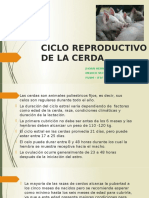 Ciclo Reproductivo de Los Cerdos