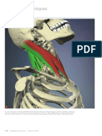 Working With Whiplash, Part II (Myofascial Techniques)