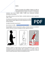 Transición Del Arrollado A Bípedo