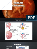 Embriología Del S. Urinario