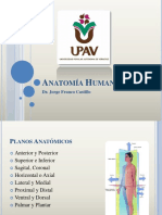 Anatomia UPAV