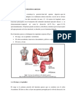 Anatomia Del Intestino Grueso