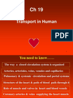 CH 19 Transport in Human