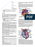 Sistema Circulatorio Humano