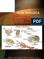 Filum Mollusca