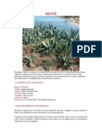 Genero Agave