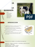 Anatomia de La Glandula Mamaria