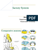 Olfactory System