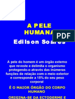 Biologia PPT - A Pele Humana