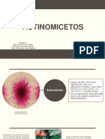 Actinomicetos