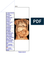 ANATO 1º Tronco Humano