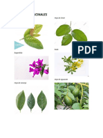 Plantas Medicinales de Guatemala