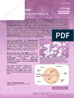 Bone Marrow: Andy Mclarnon, University of Birmingham, Uk