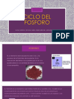 Ciclo Del Fosforo