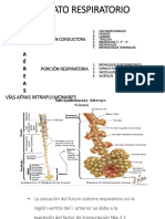 Embriologia Del Aparato Respiratorio