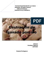 Castracion de Porcino