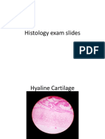 Histology Slides